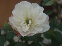 f:id:bluemoonbell:20071126114238j:image