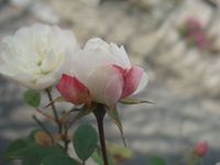 f:id:bluemoonbell:20071126114251j:image