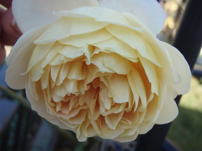 f:id:bluemoonbell:20071202090531j:image