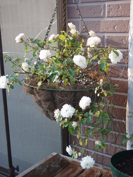 f:id:bluemoonbell:20071203075458j:image:left