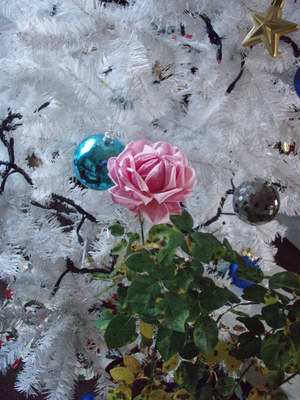 f:id:bluemoonbell:20071212071450j:image