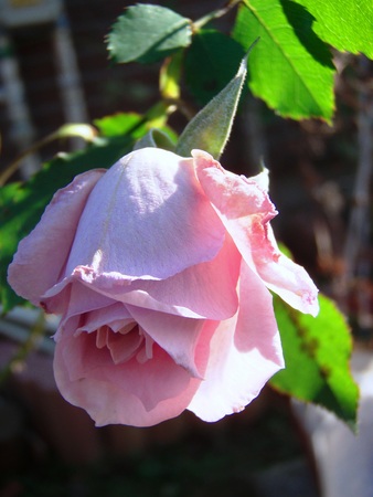 f:id:bluemoonbell:20071220134738j:image