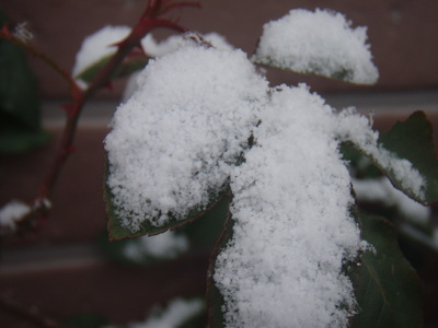 f:id:bluemoonbell:20080117070525j:image