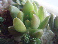 f:id:bluemoonbell:20080118080823j:image