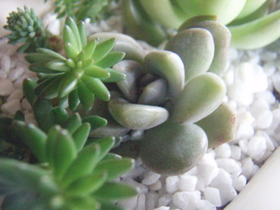 f:id:bluemoonbell:20080118080842j:image