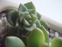 f:id:bluemoonbell:20080118080908j:image