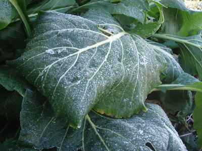 f:id:bluemoonbell:20080122075920j:image