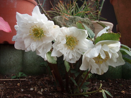 f:id:bluemoonbell:20080313122541j:image