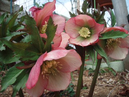 f:id:bluemoonbell:20080313122734j:image