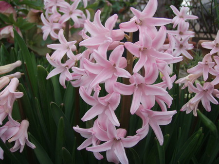 f:id:bluemoonbell:20080330084415j:image