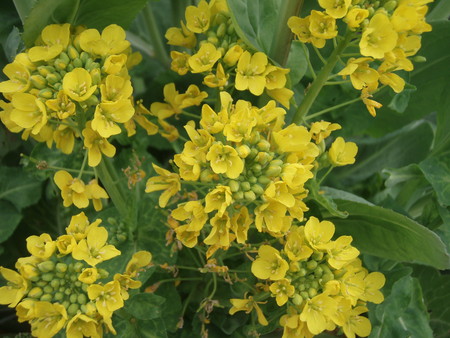 f:id:bluemoonbell:20080330084523j:image