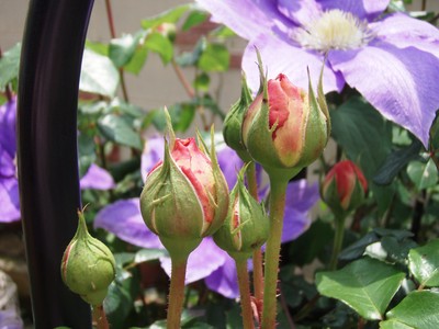 f:id:bluemoonbell:20080516102825j:image