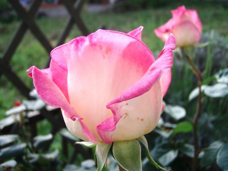 f:id:bluemoonbell:20080527060522j:image