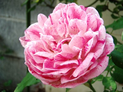 f:id:bluemoonbell:20080528064411j:image