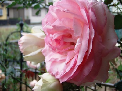 f:id:bluemoonbell:20080531045404j:image