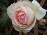 f:id:bluemoonbell:20080602095001j:image