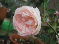 f:id:bluemoonbell:20080602095205j:image