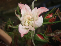 f:id:bluemoonbell:20080602164617j:image