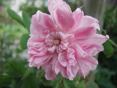 f:id:bluemoonbell:20080602165021j:image