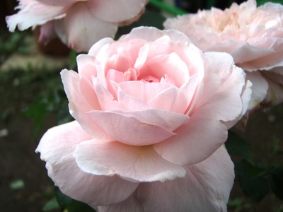 f:id:bluemoonbell:20080604064116j:image