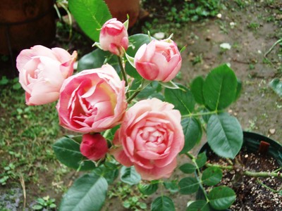 f:id:bluemoonbell:20080604064230j:image