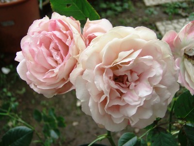 f:id:bluemoonbell:20080604064309j:image