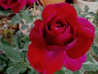 f:id:bluemoonbell:20080604064501j:image