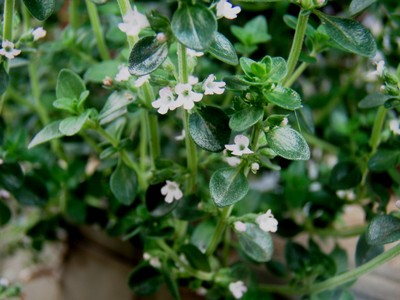 f:id:bluemoonbell:20080605061050j:image