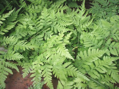 f:id:bluemoonbell:20080605120255j:image