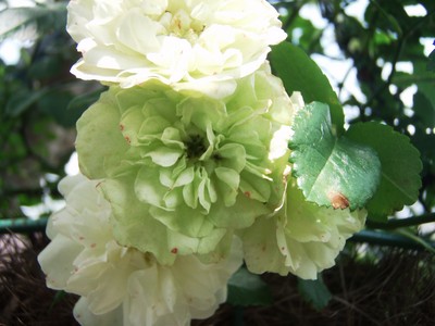 f:id:bluemoonbell:20080606104700j:image