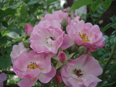 f:id:bluemoonbell:20080606105358j:image