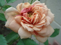 f:id:bluemoonbell:20080607052111j:image:left