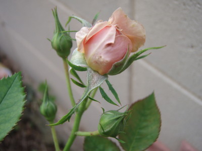 f:id:bluemoonbell:20080607052120j:image