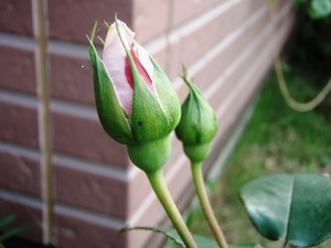 f:id:bluemoonbell:20080607052134j:image:left