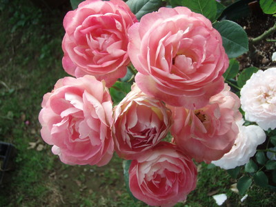 f:id:bluemoonbell:20080607052321j:image
