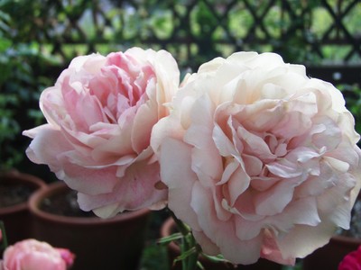 f:id:bluemoonbell:20080607052337j:image