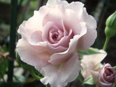 f:id:bluemoonbell:20080607052400j:image