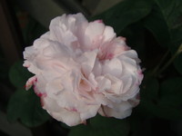 f:id:bluemoonbell:20080607055300j:image
