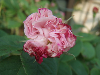 f:id:bluemoonbell:20080607055411j:image