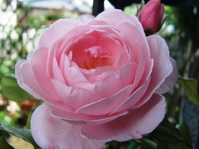 f:id:bluemoonbell:20080607091357j:image