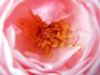 f:id:bluemoonbell:20080607091510j:image:left