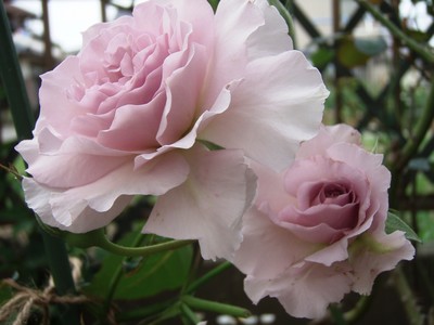 f:id:bluemoonbell:20080607155512j:image