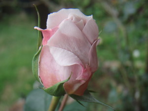 f:id:bluemoonbell:20080609065408j:image:left