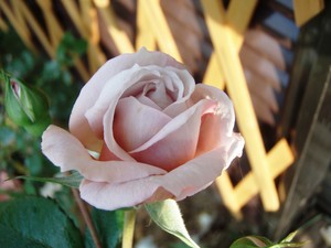 f:id:bluemoonbell:20080610061829j:image:left