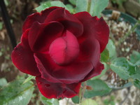 f:id:bluemoonbell:20080610075424j:image
