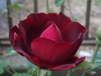 f:id:bluemoonbell:20080610075458j:image