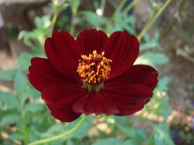 f:id:bluemoonbell:20080610160831j:image