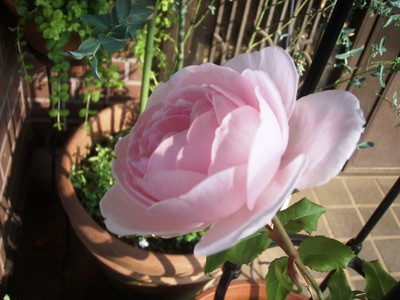 f:id:bluemoonbell:20080610161102j:image