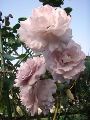 f:id:bluemoonbell:20080610161207j:image