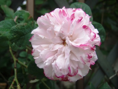 f:id:bluemoonbell:20080611063929j:image